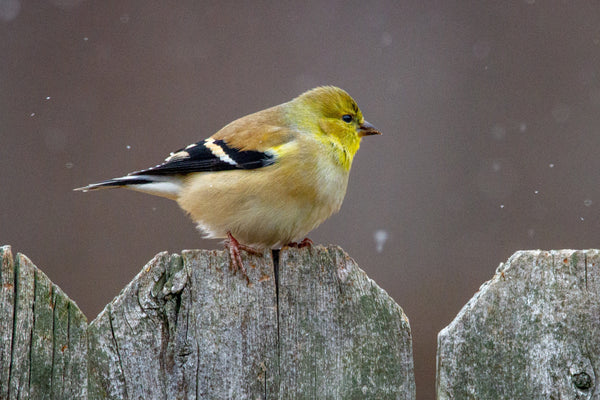 How to Clean Bird Poop off Patio Furniture